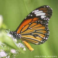 Danaus genutia Cramer, 1779